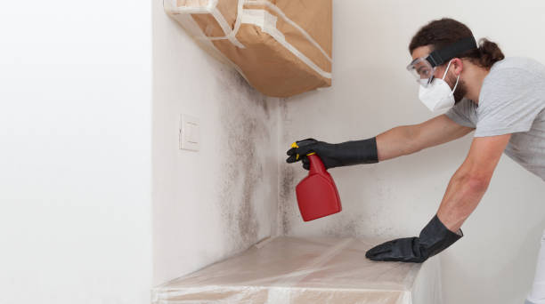Professional Basement Mold Remediation technician working in Maple, NC