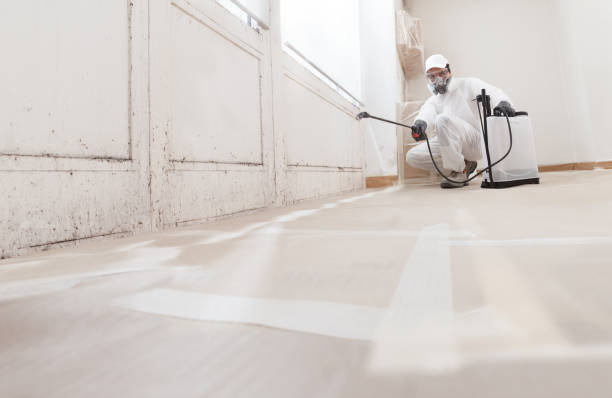 24/7 Emergency Basement Mold Remediation experts in Maple, NC