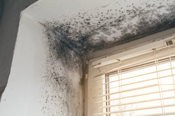 Affordable Basement Mold Remediation solutions in Maple, NC